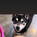 킹콩하우스 애견카페 이미지