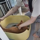 와와동물병원 | 청주 고양이 스케일링 / 와와동물병원