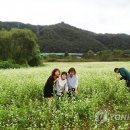 활짝핀메밀