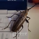 하늘소
