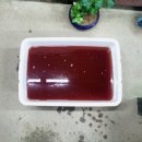 PSB [photo synthesis bacteria] 란,? 이미지