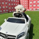 놀러오개 애견유치원 애견호텔(화성 병점진안점) 이미지