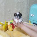 광주강아지분양 고양이분양 펫왕국 이미지