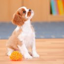 연수동물메디컬센터 이미지