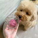 달달하개 이미지