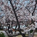 (주)에스씨 | 2026년 평택대학교 벗꽃축제 봄비오기 전에 즐기기