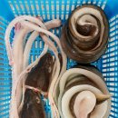 바다장어 이미지