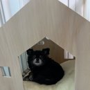 이쁜강아지 | [내 돈 내산] 가성비 이쁜 강아지 집, 강아지 하우스 구매 후기