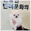 라이프독 강릉점 24시 강아지분양 고양이분양 | 강릉강아지분양 라이프독 강릉점 24시 강아지 고양이 다녀온 후기 건강하고 믿을 수 있는 곳