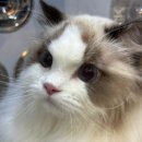 숲냥숲냥 이미지