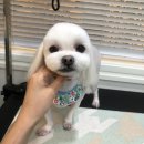 딩딩이발소 이미지