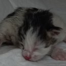 산타클라라동물병원 이미지