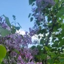 라일락 펜션 이미지