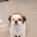 아름애견 이미지