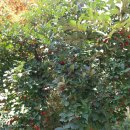 목소리테마파크 이미지