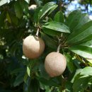 사포딜라 [Sapodilla, 사포티, 추잉껌나무] / 열대과일 이미지