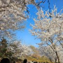 호수공원5 수변전통공원(1주차장 맞은편) | 경기도 수원 벚꽃 명소 광교호수공원 산책 데이트 전망대 주차장