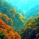 숲속의하모니 이미지