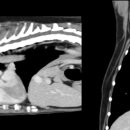 로얄동물암치료센터 이미지