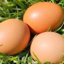 계란마을 이미지