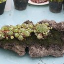 돌꽃향기 날리며 이미지