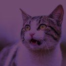 양철지붕위의고양이 이미지