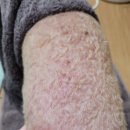 태평역 동물병원 이미지