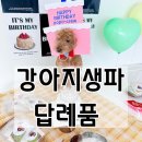 꼬르륵댕댕 | 강아지 유치원 생일파티 답례품 수제간식 쿠키 추천 꼬르륵댕댕 택배