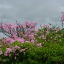 봄날은 간다--서리산 (남양주시 수동면) 이미지