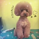 아지케어 이미지