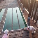 땡큐멍냥 이미지