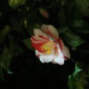 녹원갈비 이미지