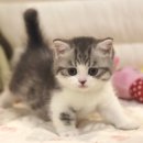 대구고양이분양 도레미캣 이미지