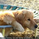설악애견 이미지