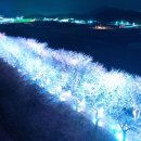 벚꽃길13 이미지