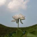 경주연꽃단지 이미지