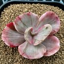 아이스에이지 (Echeveria cv. ‘Ice Age’) 이미지