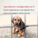 핑키 - 포항시 북구 | 핑키