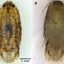 담수 징거미새우 Macrobrachium lanchesteri 감염 등각류Tachaea kamphaengsaenensis 이미지