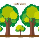 Sun Tree(썬 트리) 이미지