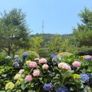 보은산 | [해남-강진여행] 해남 대흥사, 피낭시에 고구마빵&amp;쌀케이크, 강진수국축제 보은산