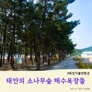 소백산신선펜션&오토캠핑장민박 | 폭염에 가기 좋은 태안 해수욕장들 - 울창한 소나무 숲에서 피서