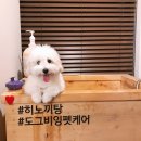 도그비잉 펫케어 이미지