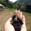 진고개농장 이미지