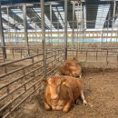 사산축산 이미지