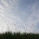 고창선운산풍천장어 이미지