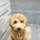 한국애견용품연구소 이미지