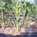 대학찰옥수수 이미지