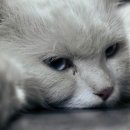 라온펫동물병원 이미지