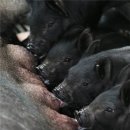 제주흑돼지 이미지